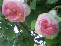 f9549ab2-Picture 252.jpg